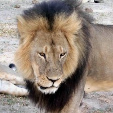 Una reflexión sobre el león Cecil